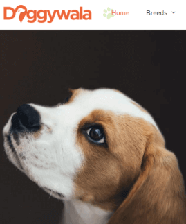 Doggywala